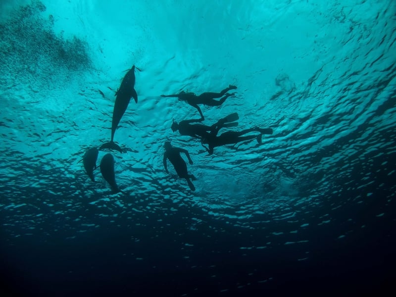 Responsible diving with Common Bottlenose Dolphin Tursiops truncatus in the Red Sea, Egypt
