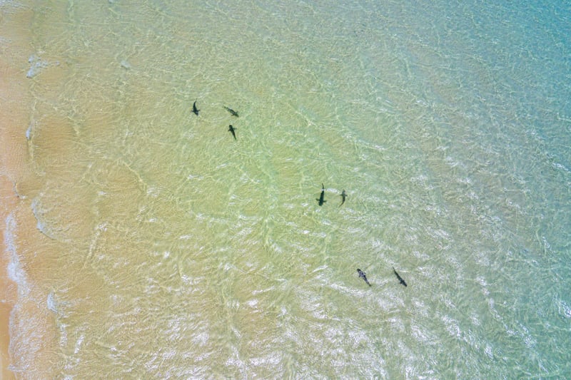 Cruise Australia: Ningaloo Reef Coral Bay