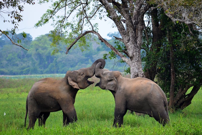 Asia cruise: elephants in Srí Lanka