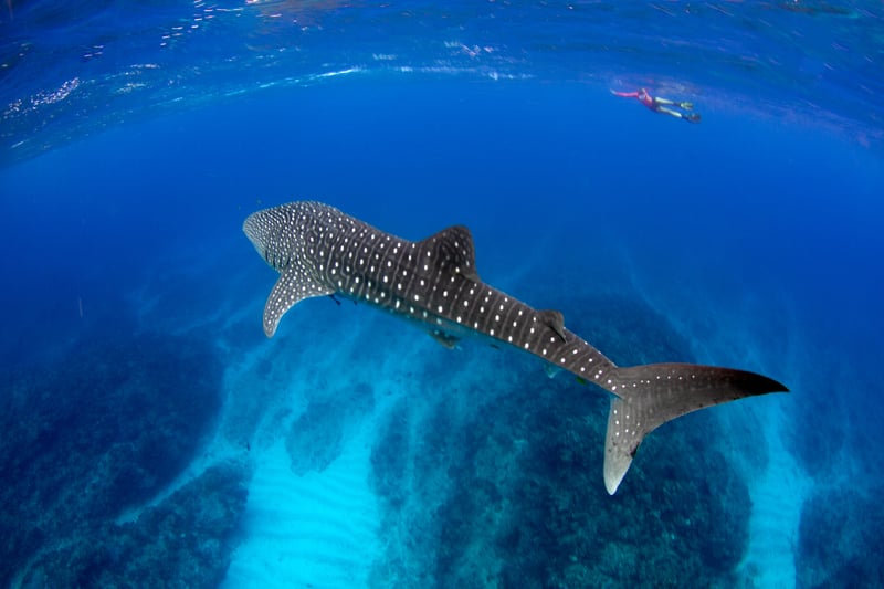 Whale Shark in Ningaloo Reef