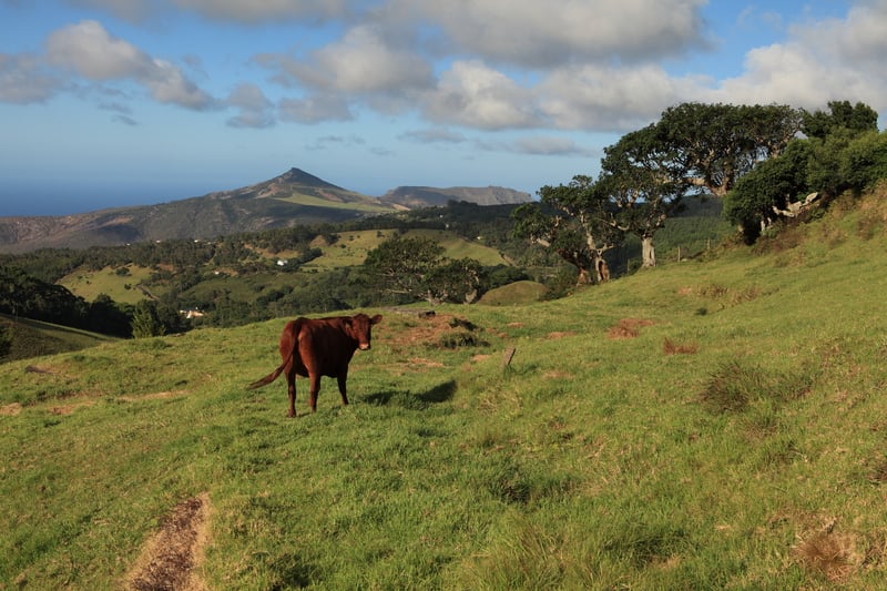 South America: St Helena Island