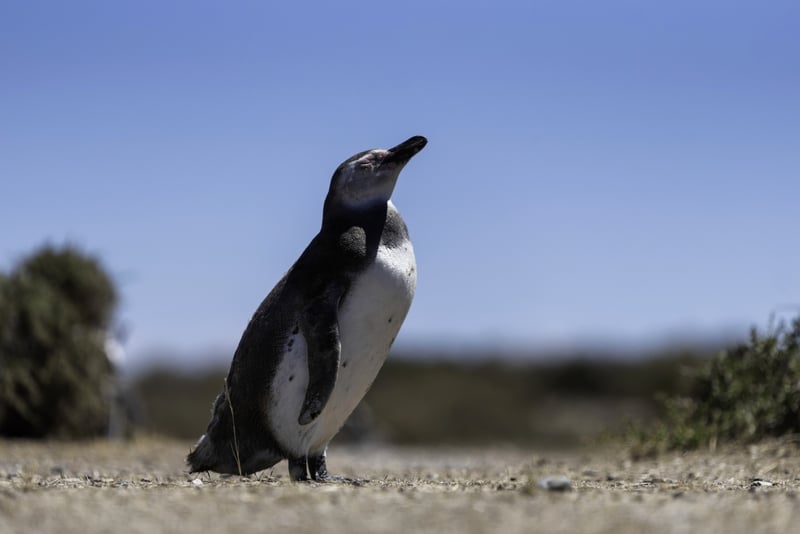South America: Cape Horn