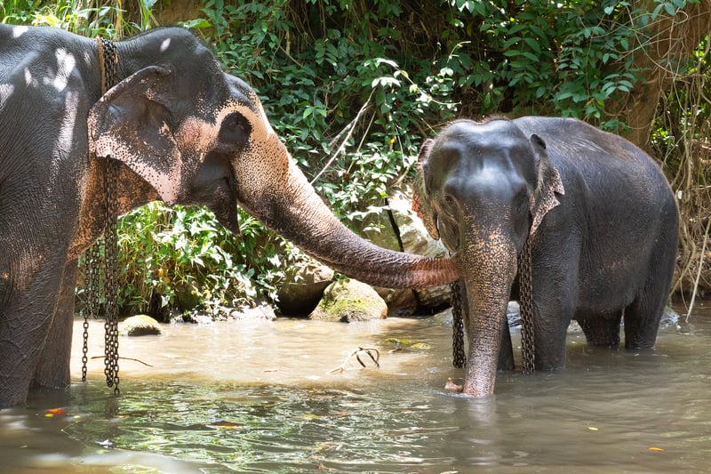 Tourist Asian elephants in captivity, chained, abused for tourist trap. Animal rights, animal abuse, responsible tourism and ethics concept