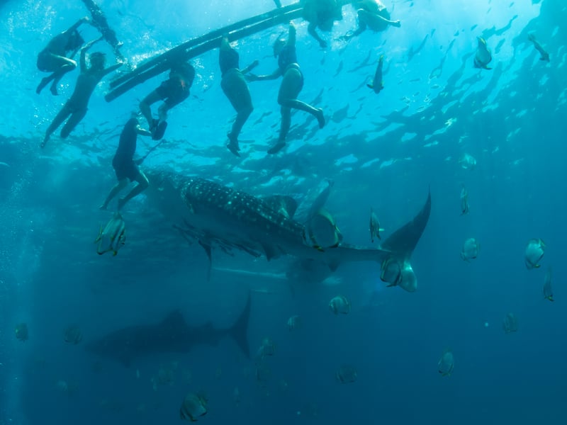 Whale shark approaching the surface and boat with snorkels, Oslob, Philippines. 